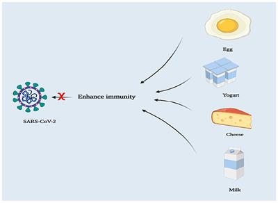 Dairy-Derived and Egg White Proteins in Enhancing Immune System Against COVID-19